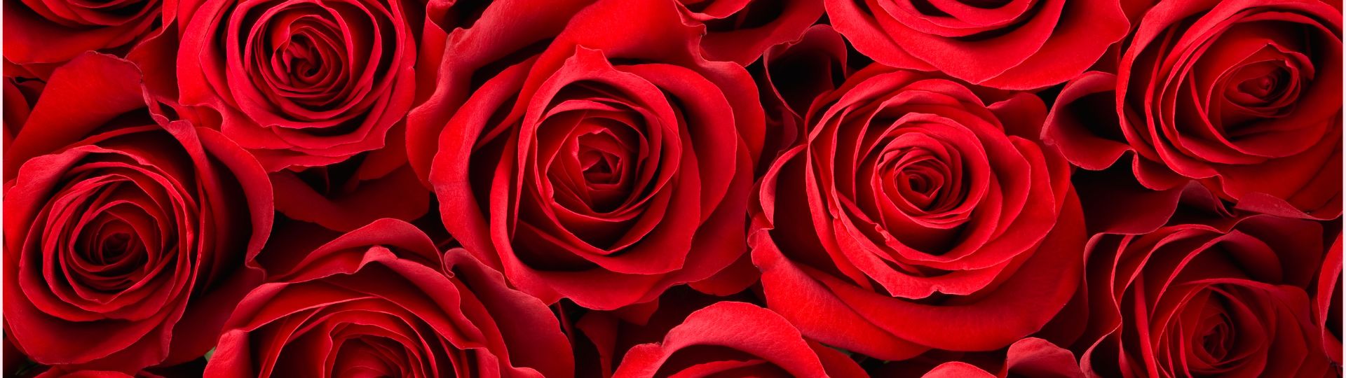 July Rose Special