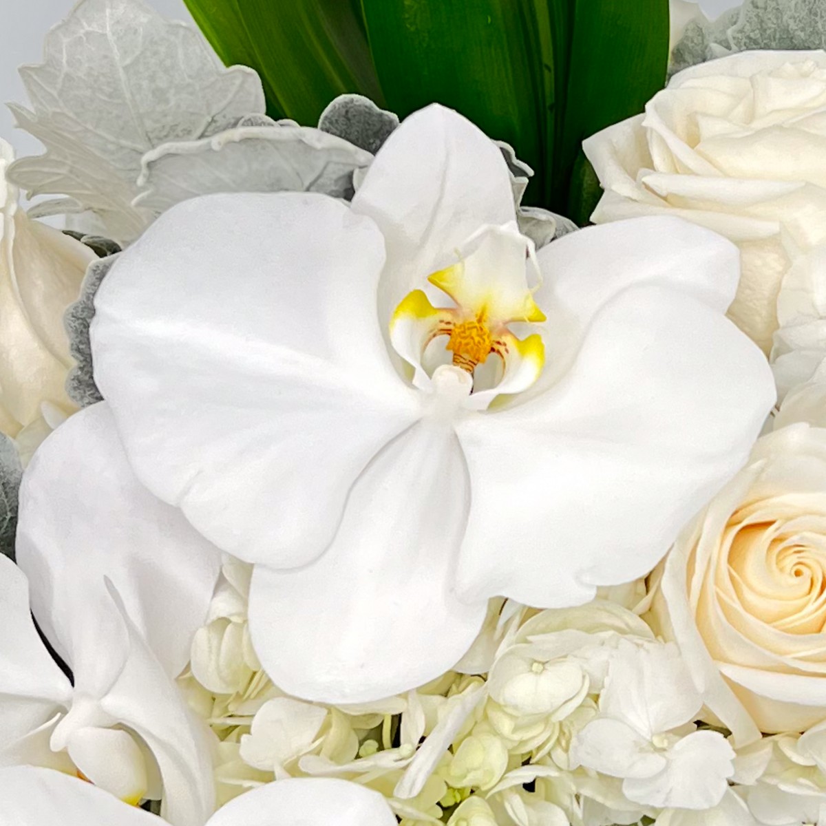 Timeless Radiance - Image 2
