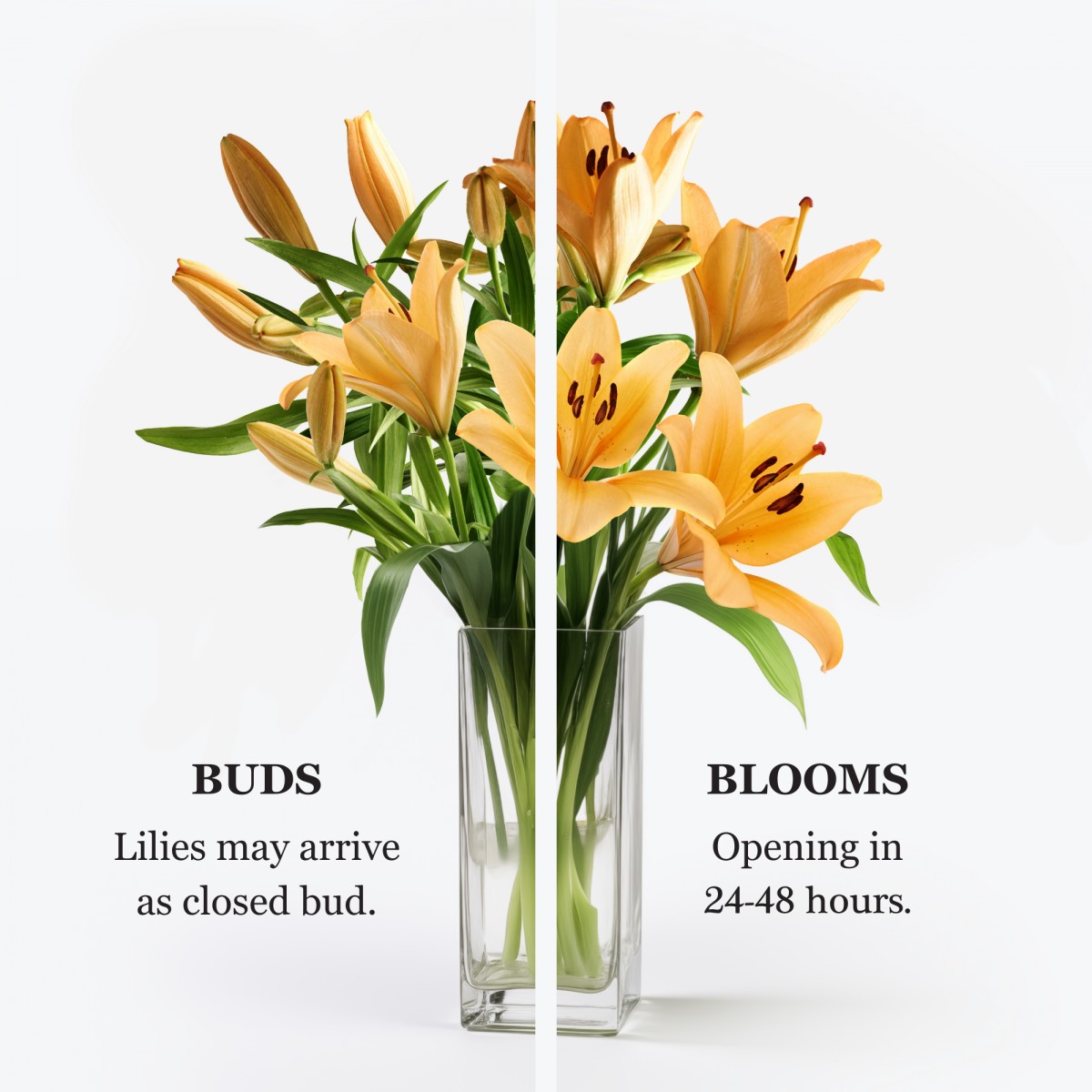 Gracious Love - Image 2