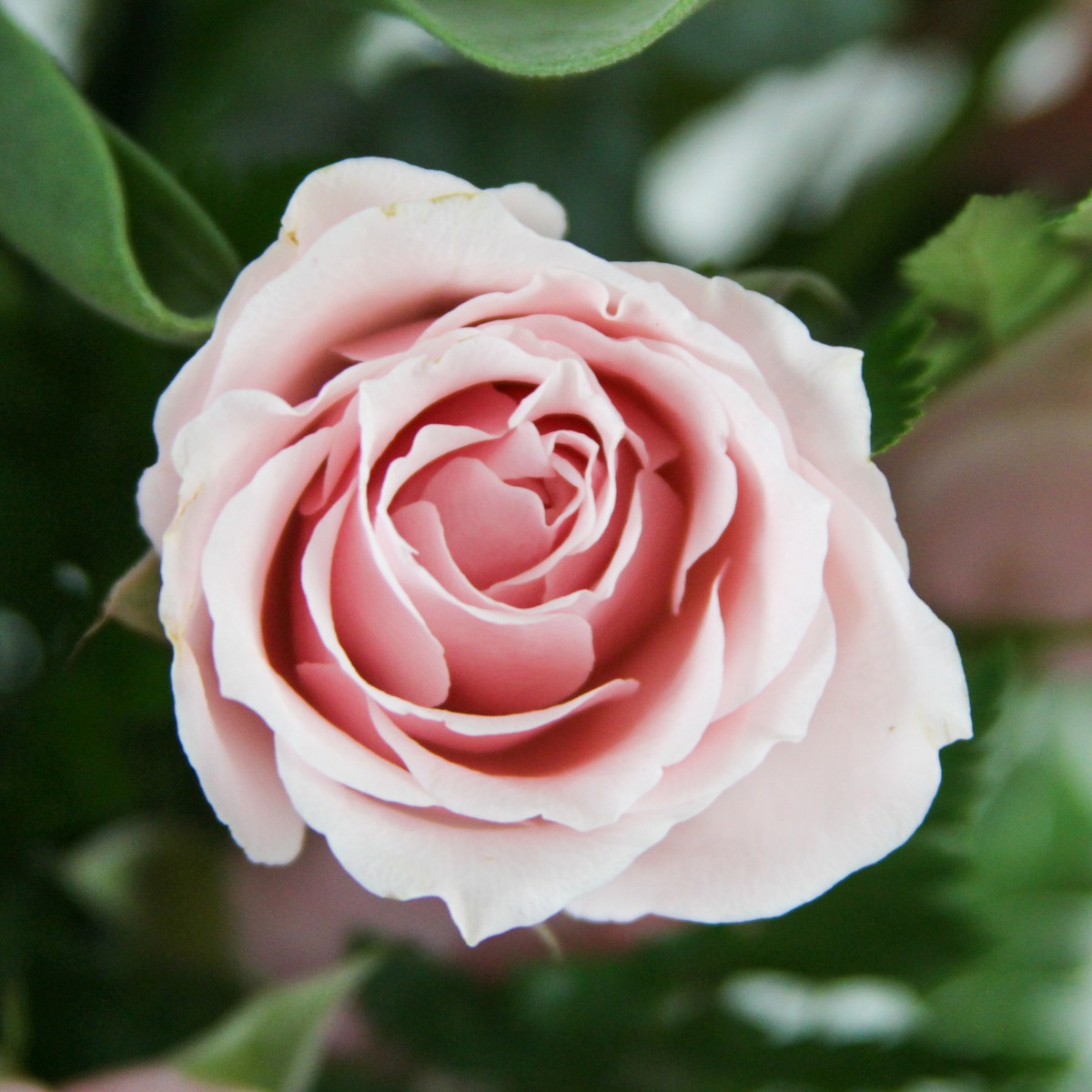2 Dozen Roses Pink - Image 2