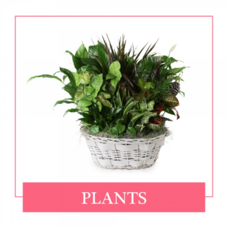 Plants