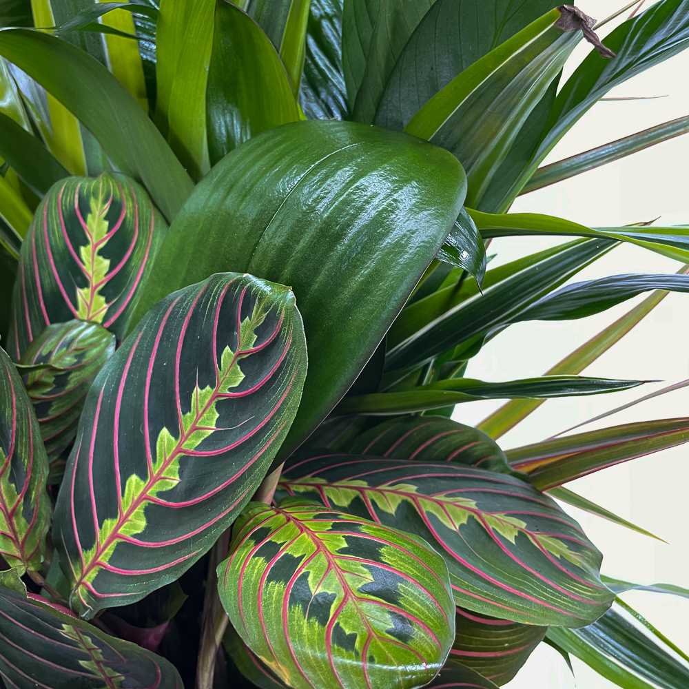 Orchid Dish Garden - Image 3