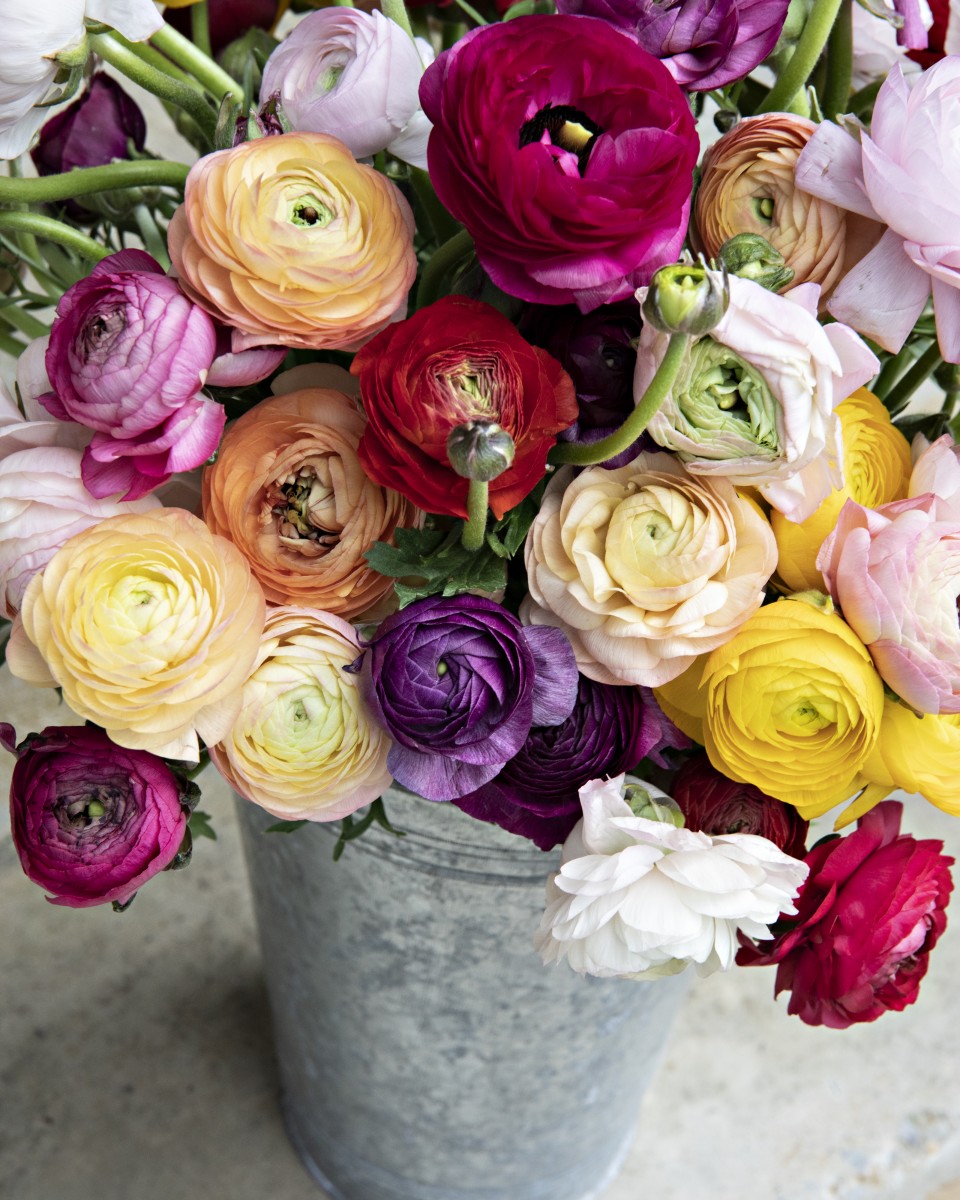 Petals for Me - Image 2