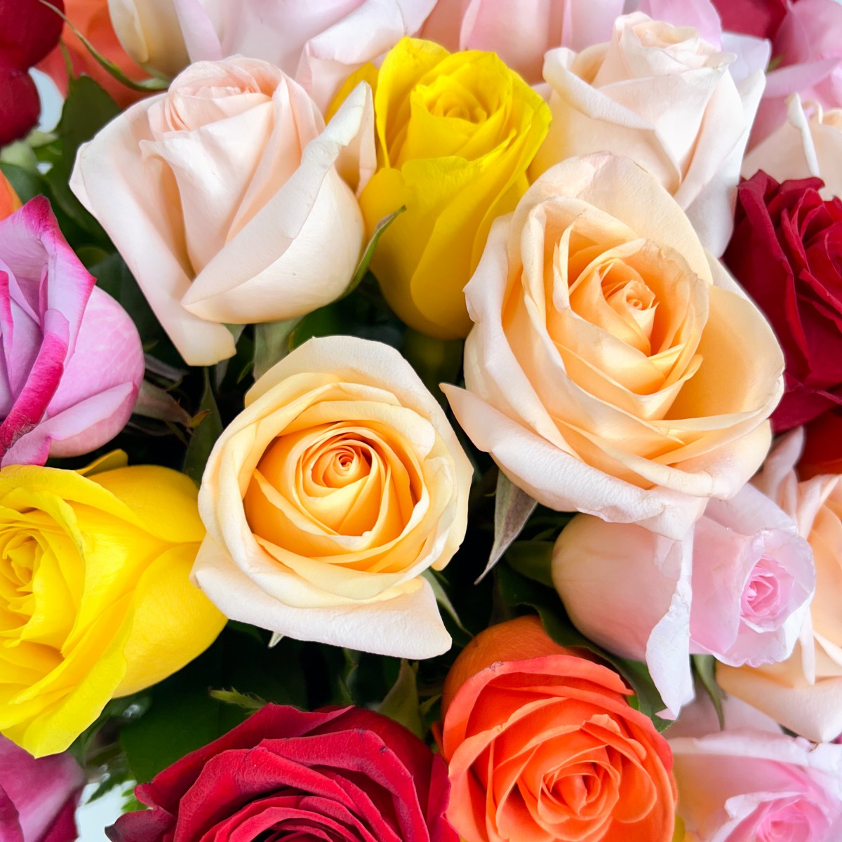 100 Kaleidoscope Roses - Image 2