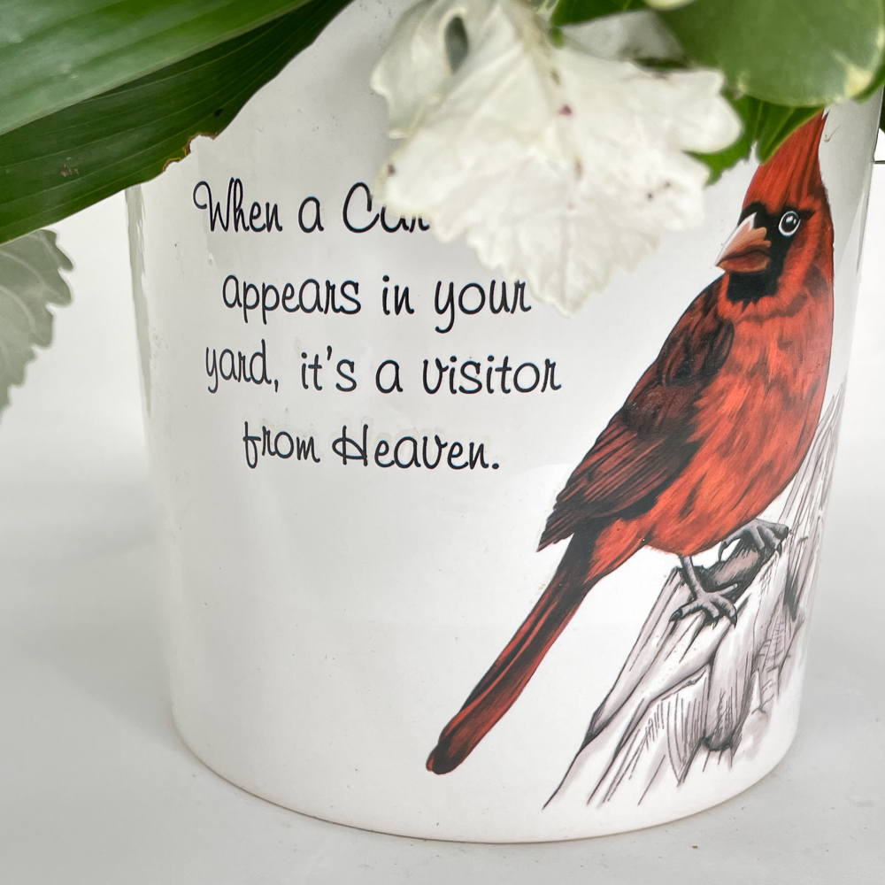 Cardinals Appear - Image 4