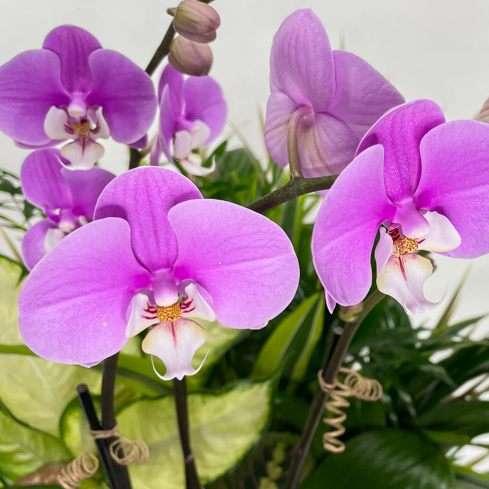 Orchid Dish Garden - Image 4