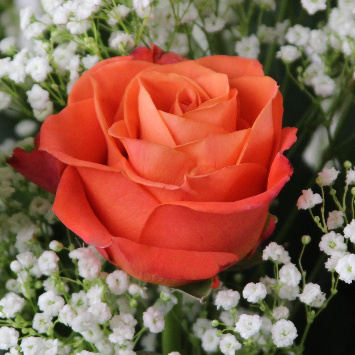 3 Dozen Roses Orange - Image 2