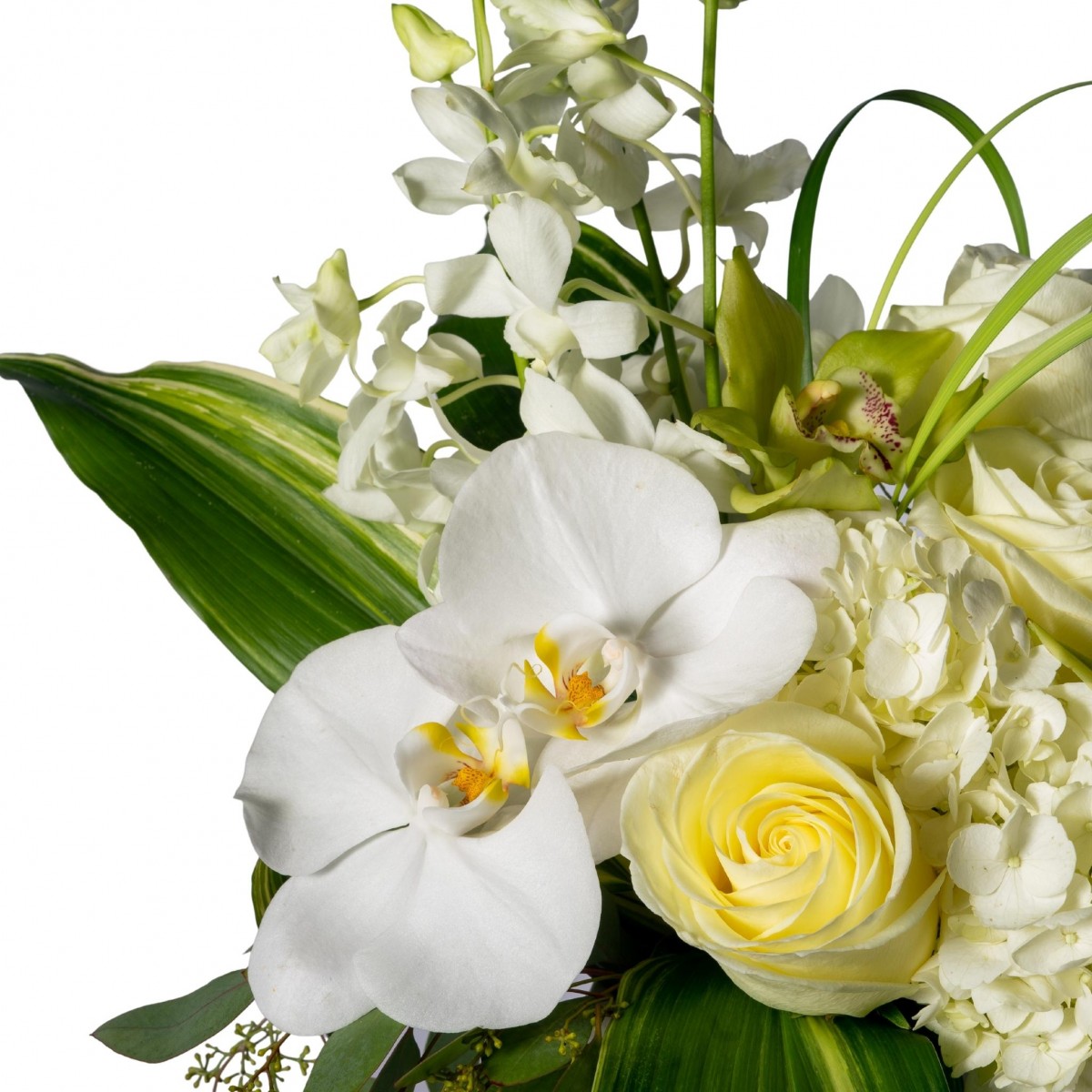 Ivory Passion - Image 2