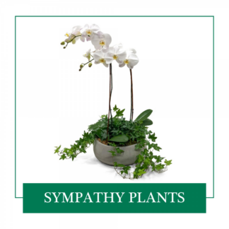Sympathy Plants