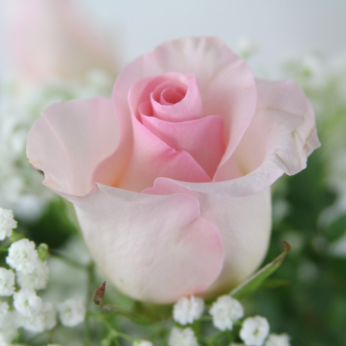 2 Dozen Roses Pink - Image 3