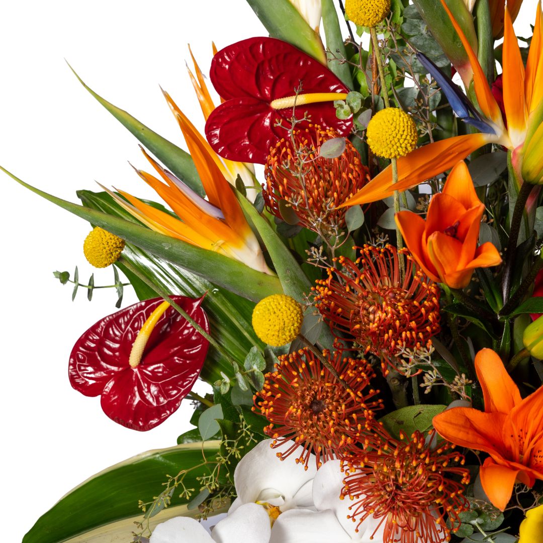 Best of the Tropics - Image 2