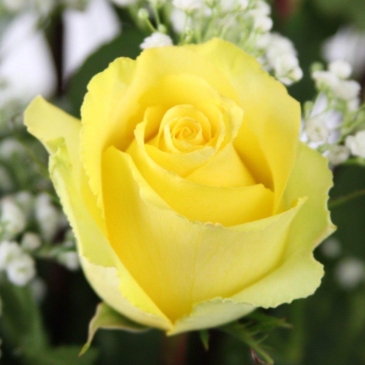 2 Dozen Roses Yellow - Image 2