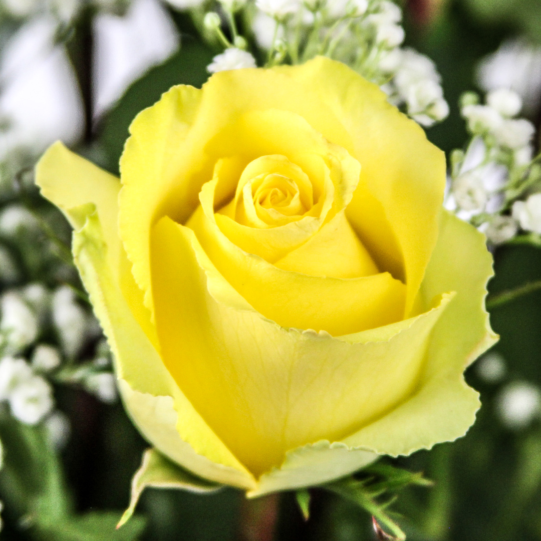 1 Dozen Roses Yellow - Image 3