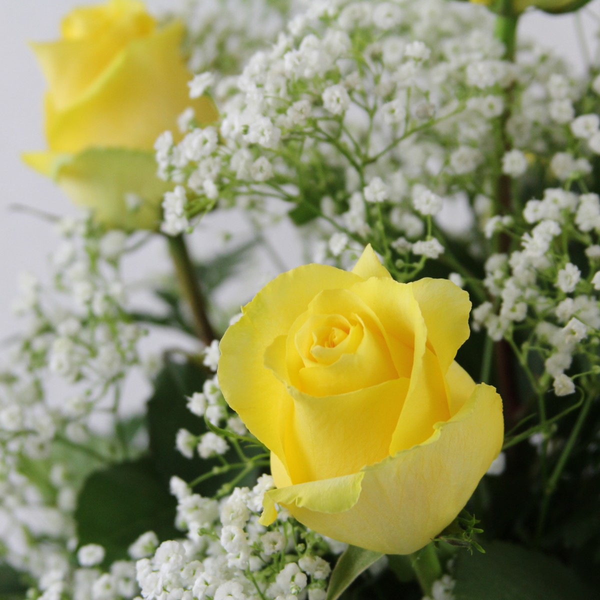 2 Dozen Roses Yellow - Image 3