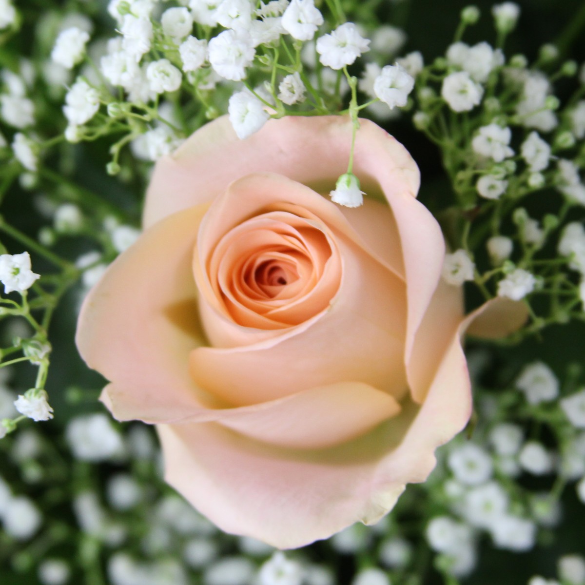 3 Dozen Roses Peach - Image 2