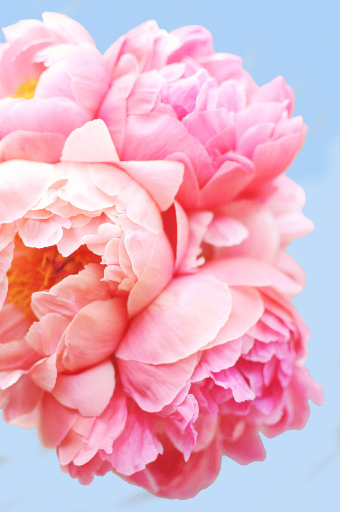 Perfect Petals - Image 3