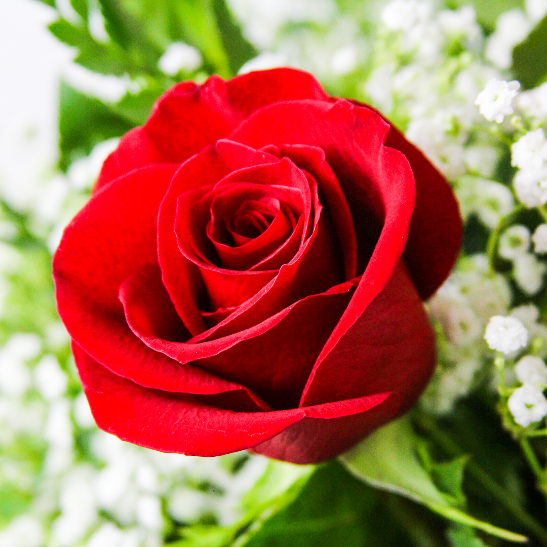 1/2 Dozen Roses Red - Image 2
