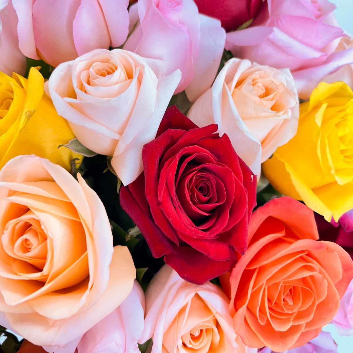 100 Kaleidoscope Roses - Image 3