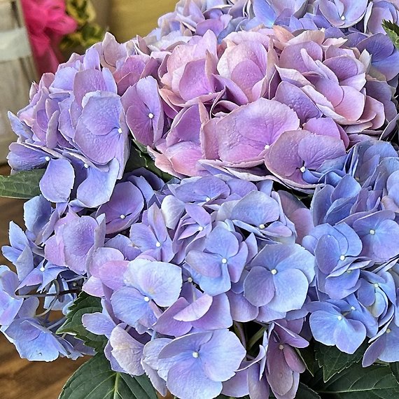 Mother\'s Day Hydrangea Plant