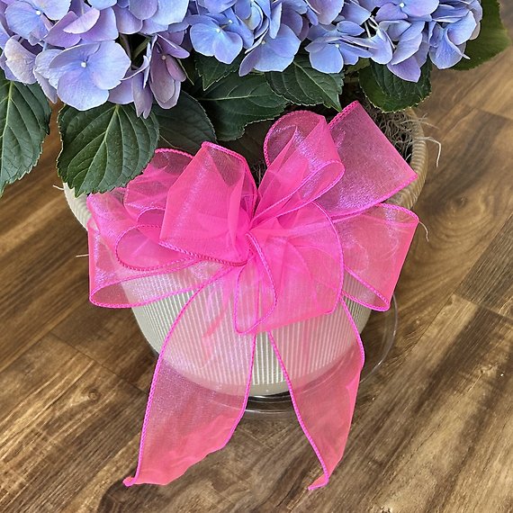 Mother\'s Day Hydrangea Plant