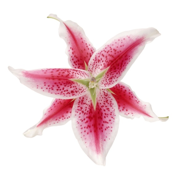 Stargazer Lily