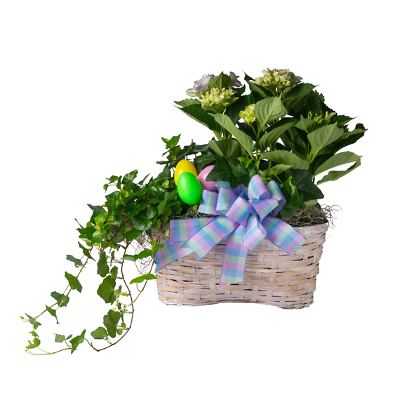 Hydrangea & Ivy Planter
