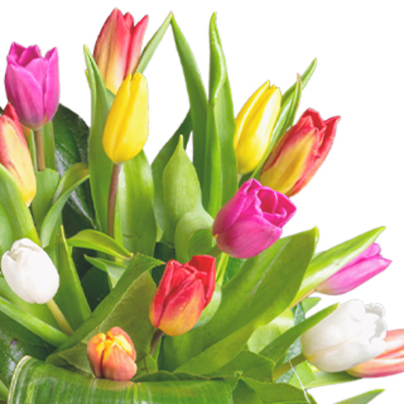 20 Assorted Tulips