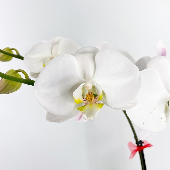 Patriotic Orchid Plant Double Stem White