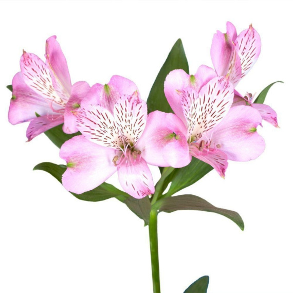 Alstroemeria