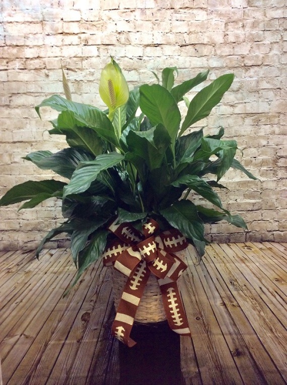 Football Theme Peace Lily - 10in