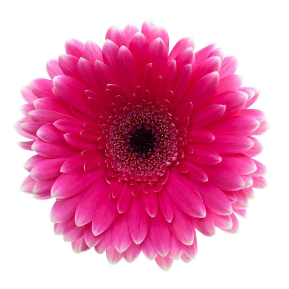 Gerbera