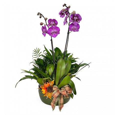 Fall Orchid Dish Garden