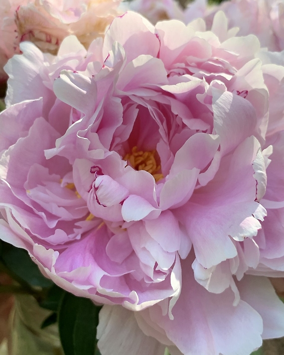 Polite Peony