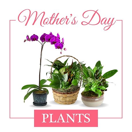 Plants for Mom