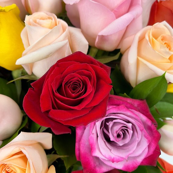 60 Kaleidoscope Roses