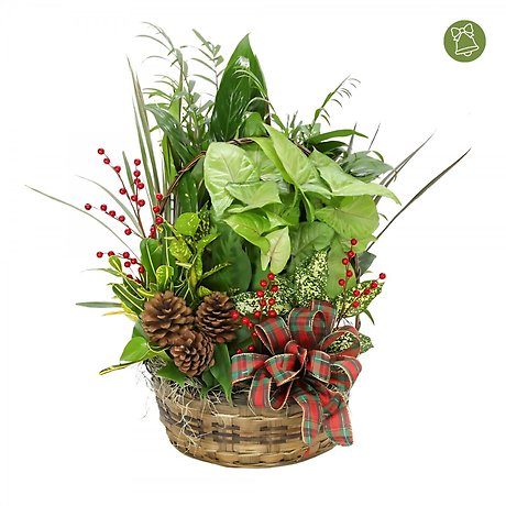 Christmas is Coming Basket Garden