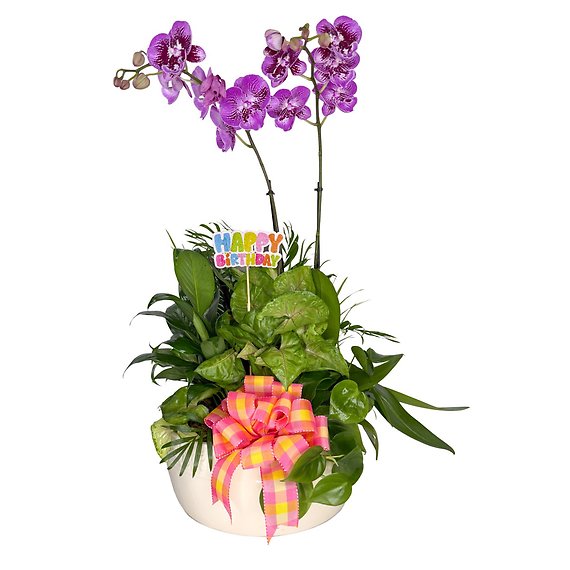 Birthday Bloom Celebration