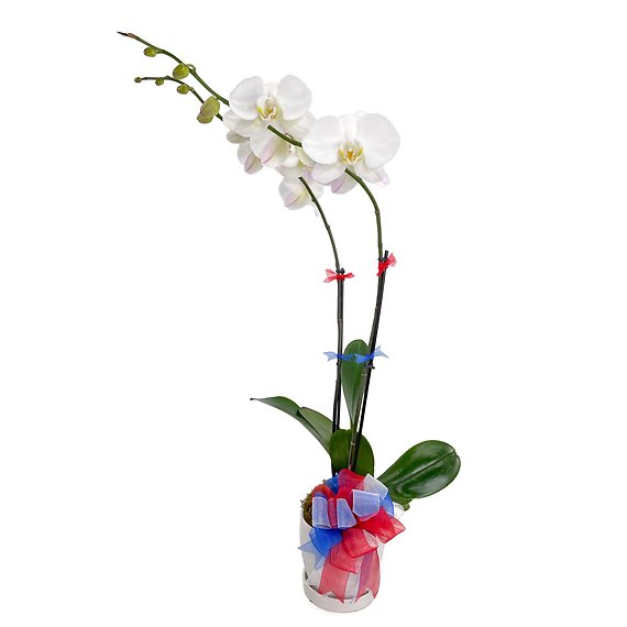 Patriotic Orchid Plant Double Stem White