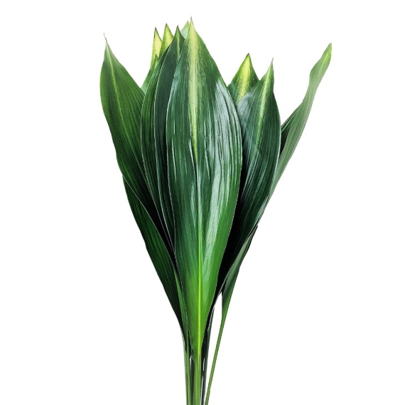 Aspidistra