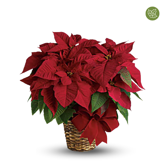 6\" Holiday Poinsettia