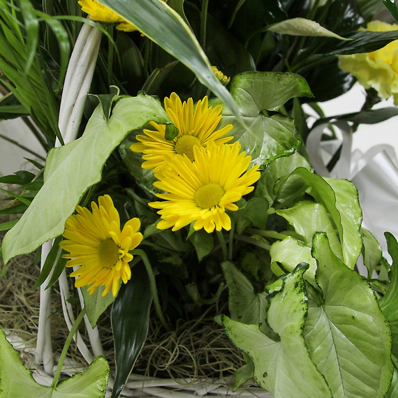 Loving Light Basket Garden