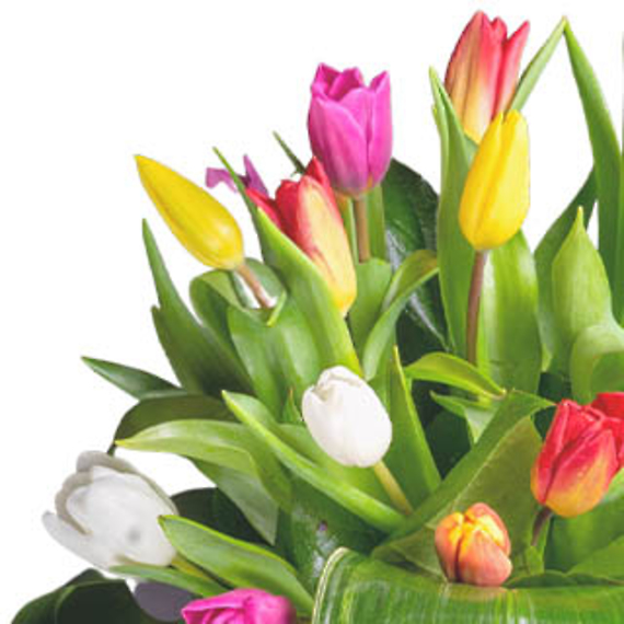20 Assorted Tulips