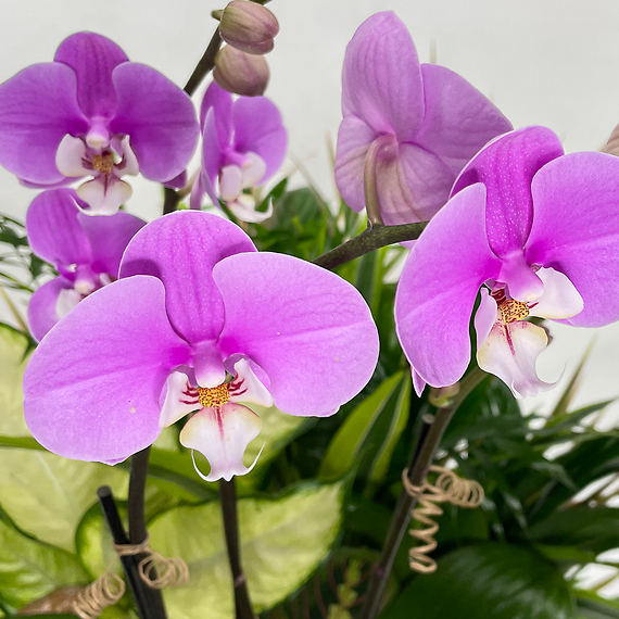 Orchid Dish Garden
