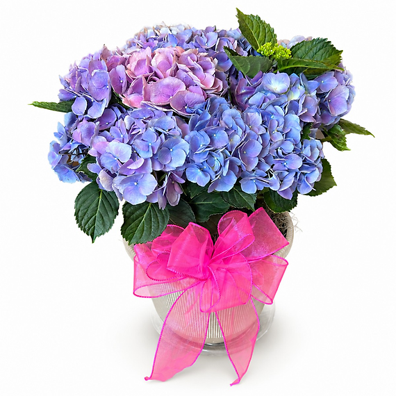Mother\'s Day Hydrangea Plant