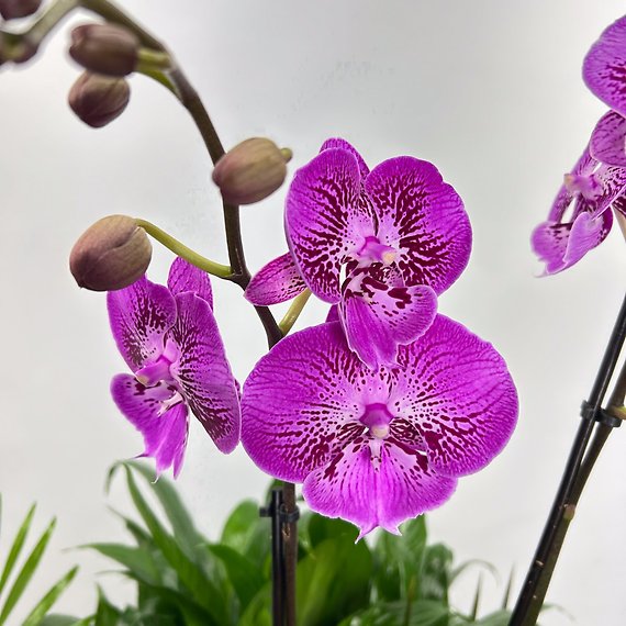 Fall Orchid Dish Garden