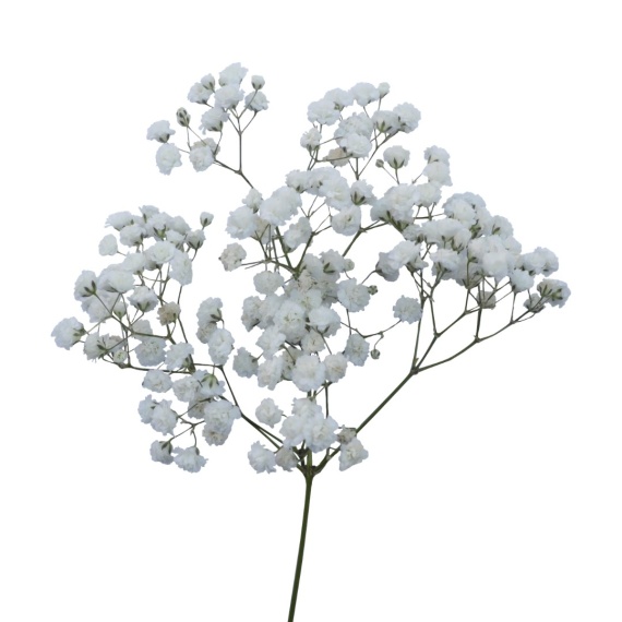 Baby\'s Breath