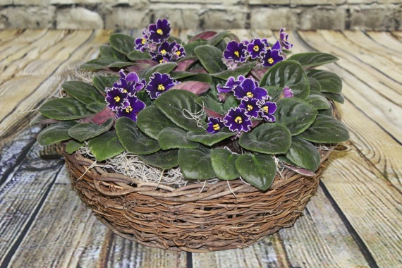 African Violet Quad