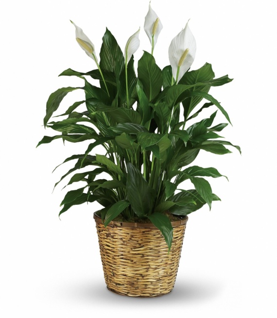 Peace Lily 10\"