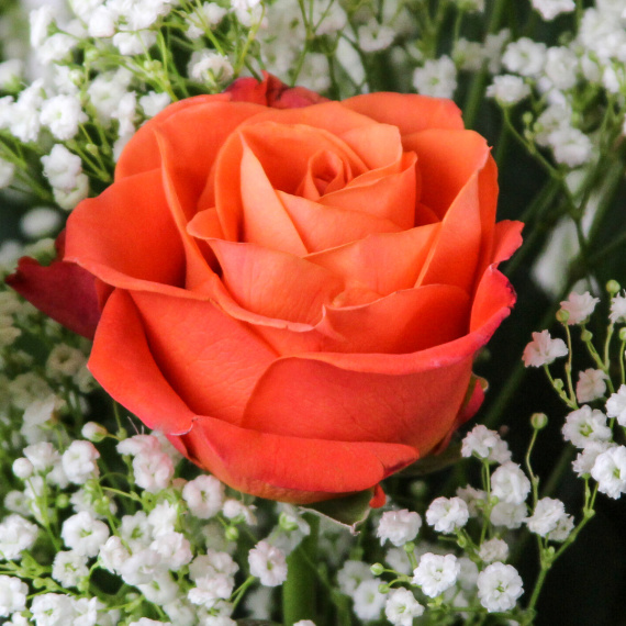 1 Dozen Roses Orange