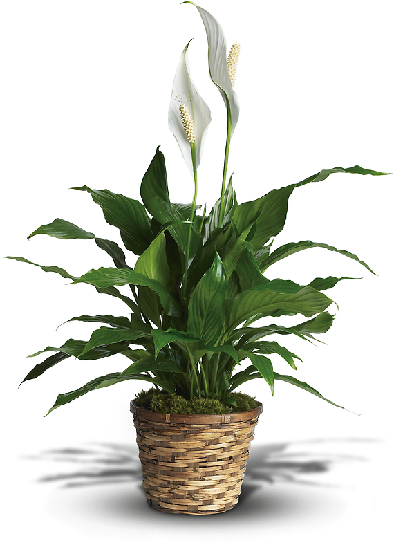 Simply Elegant Spathiphyllum - 8\"